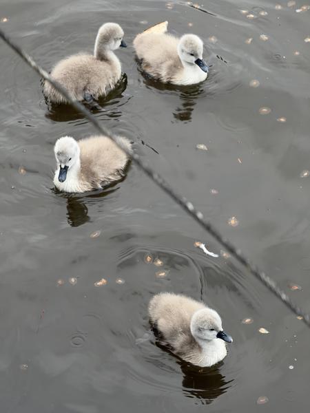 Four fluffy cygnets swim gracefully in the dark water of the canal
